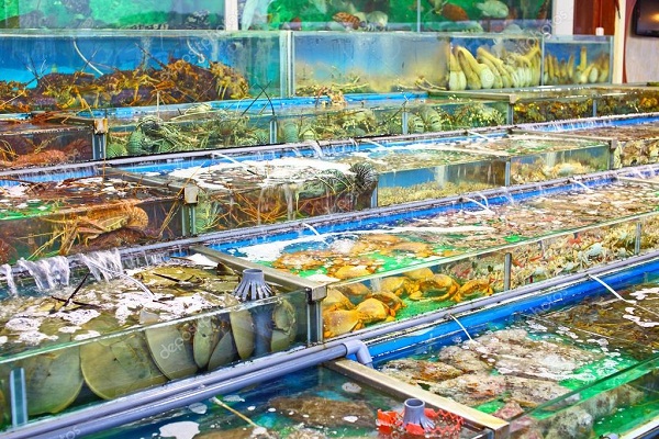 Cung cấp hải sản tươi sống tphcm