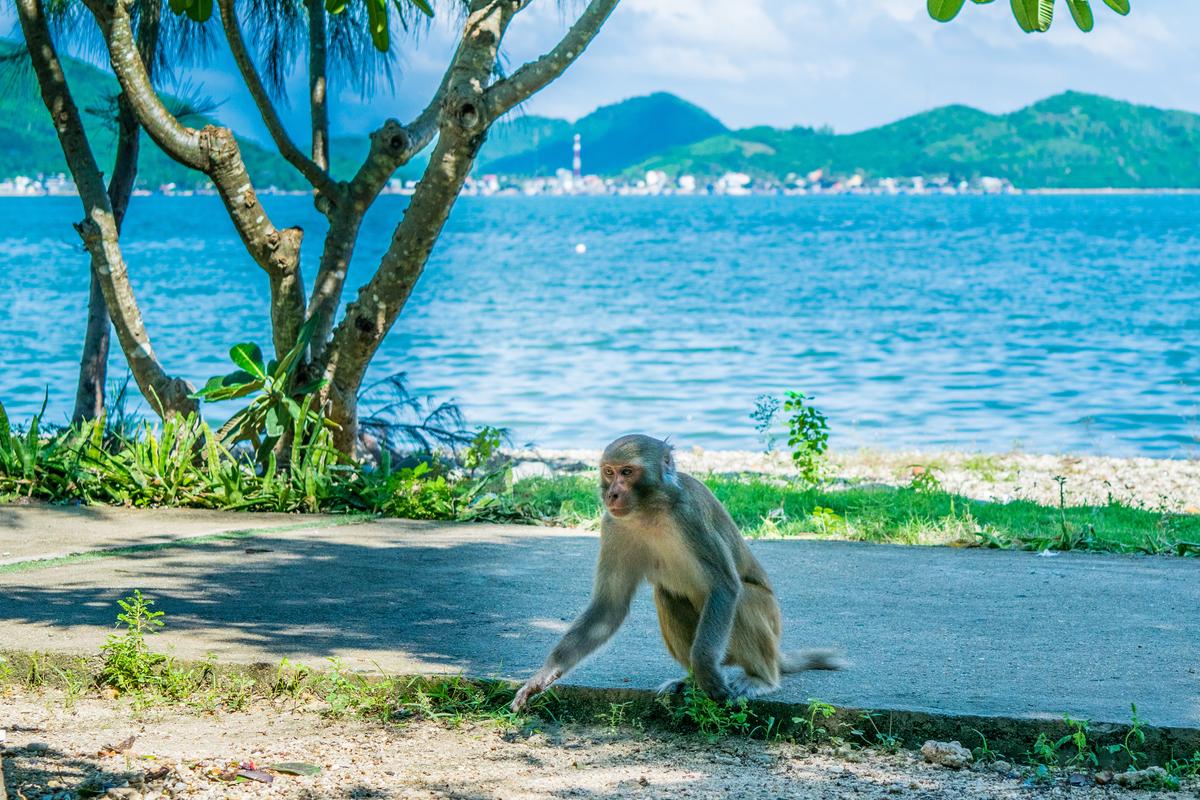 Kinh nghiệm du lịch đảo Khỉ Nha Trang không thể bỏ qua | Vietjet Air