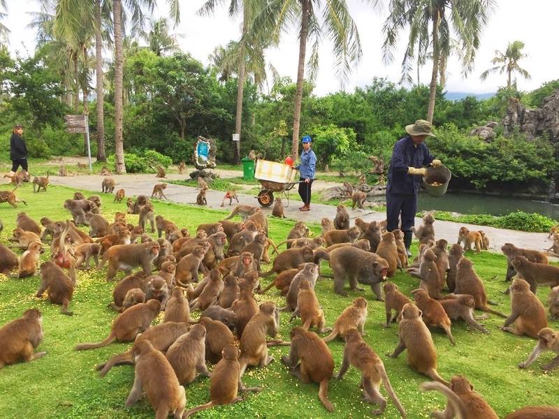 Đảo Khỉ Nha Trang: gặp gỡ hơn 1500 chú khỉ sinh sống tự nhiên
