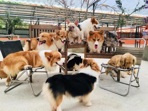 PUPPY FARM ĐÀ LẠT - SỐNG ẢO CỰC CHILL VỚI CÚN YÊU THÂN THIỆN | Hanoitourist - Thương hiệu du lịch uy tín từ 1963