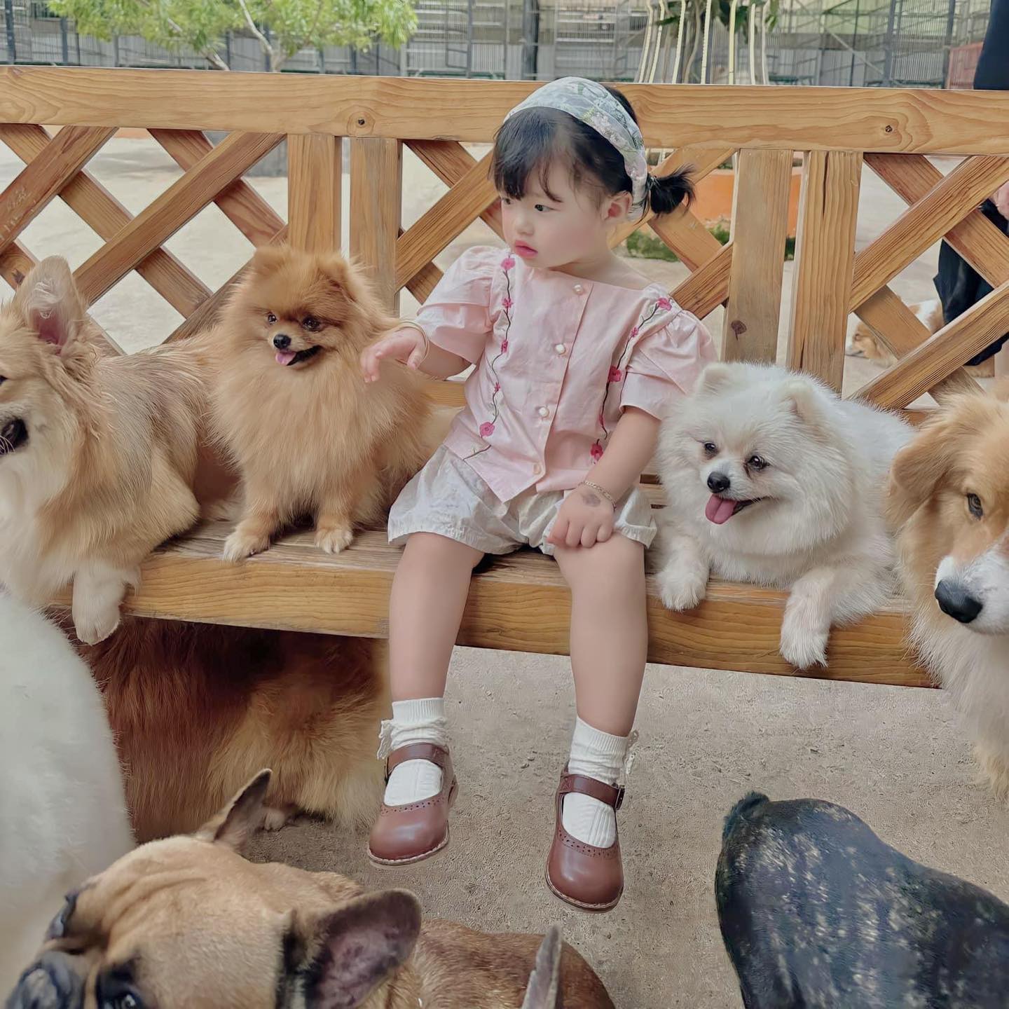 Nông trại cún Puppy Farm Đà Lạt có gì? Khám phá A-Z
