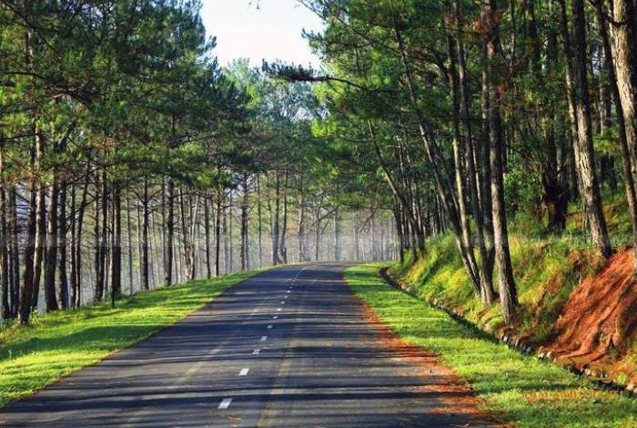 TOP 8 điểm ngắm rừng thông Đà Lạt tuyệt mỹ "không thể bỏ qua"