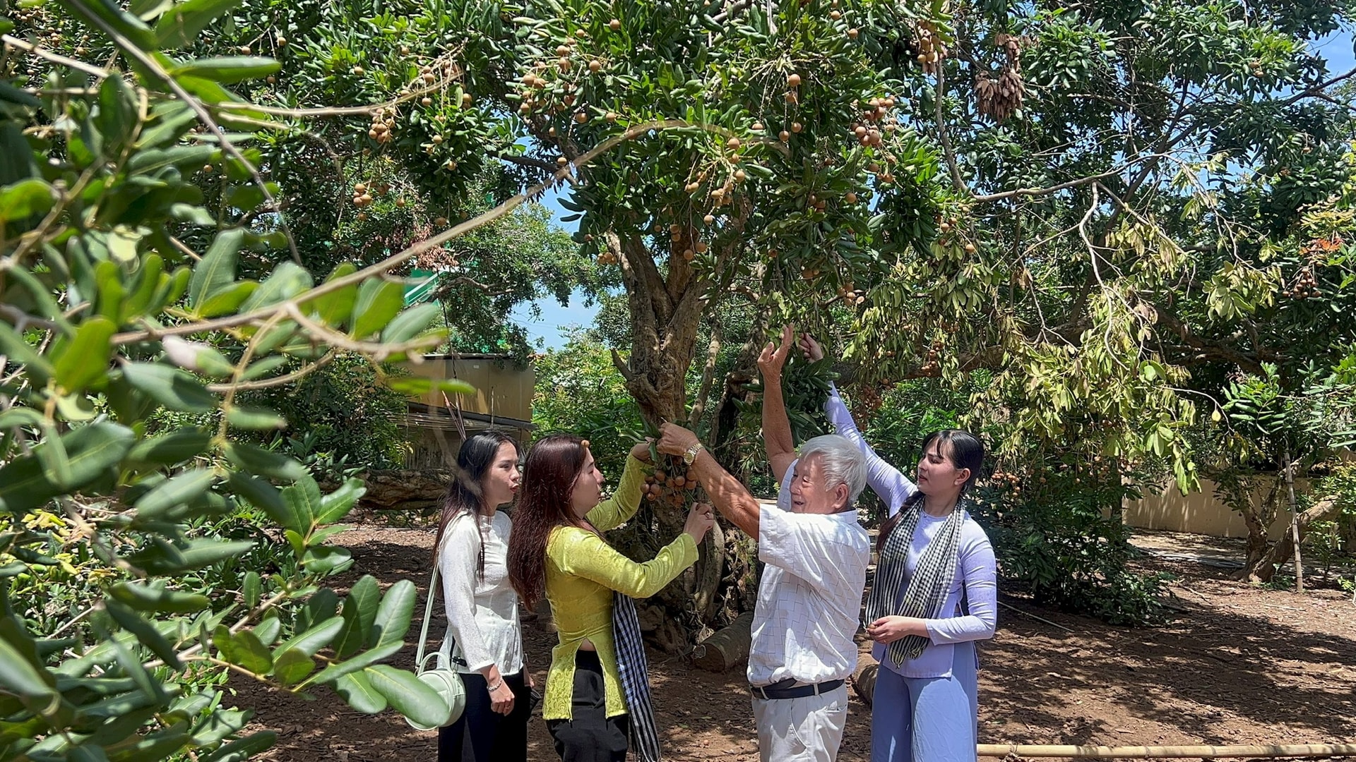 Ngọt thơm nhãn cổ trăm năm
