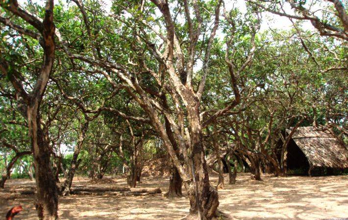 Vườn nhãn cổ Bạc Liêu - Địa điểm du lịch sinh thái hấp dẫn