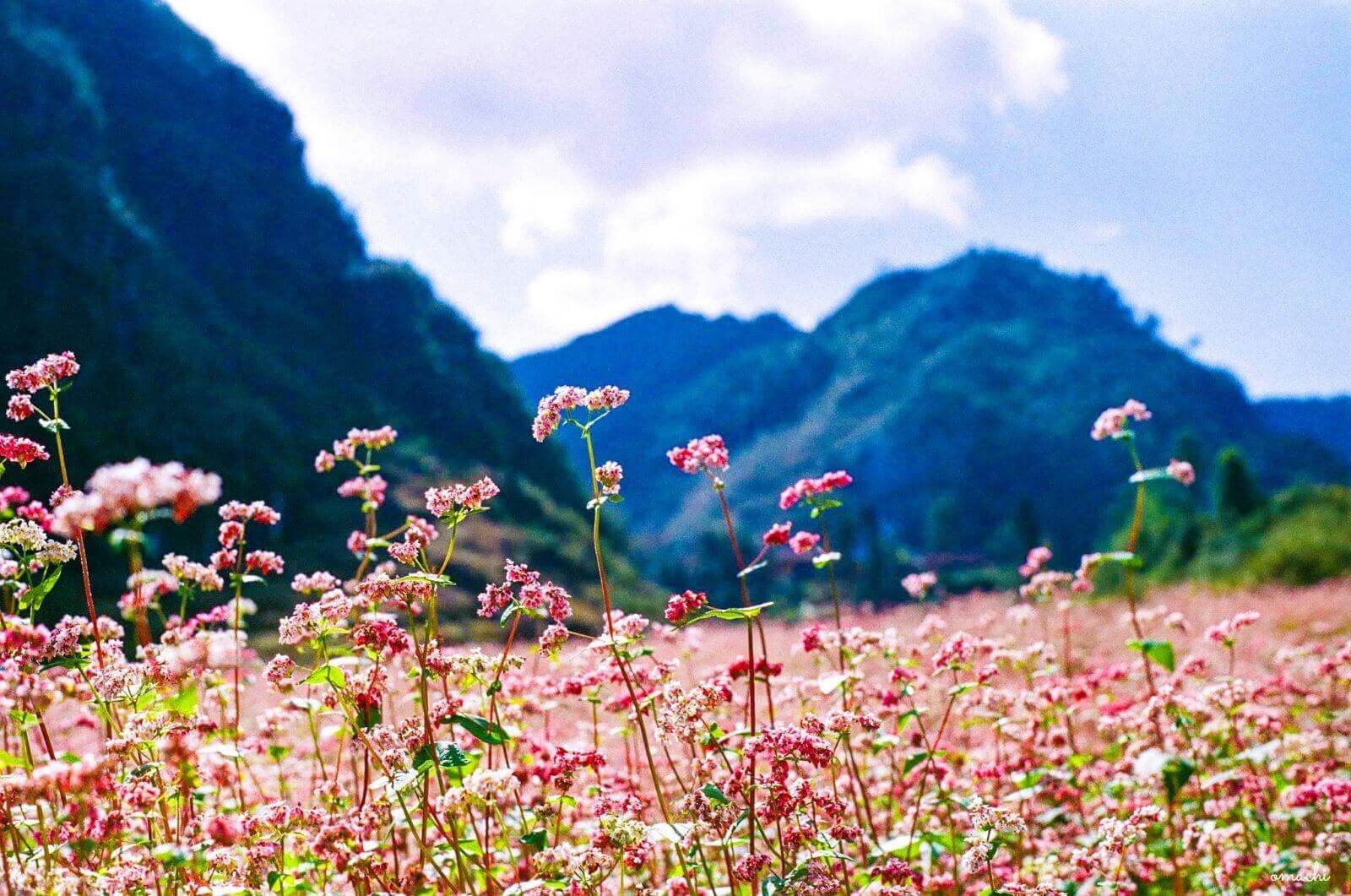Thời Điểm Nên Đi Du Lịch Hà Giang Đẹp Nhất Trong Năm 2020