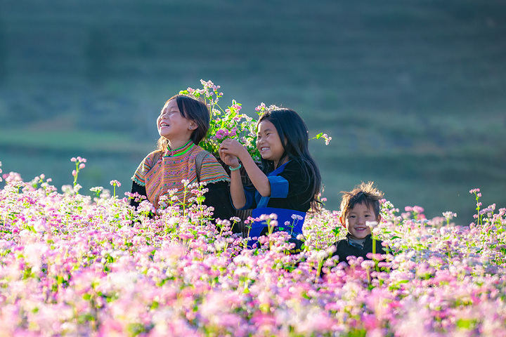 Hoa tam giác mạch nở vào tháng mấy?