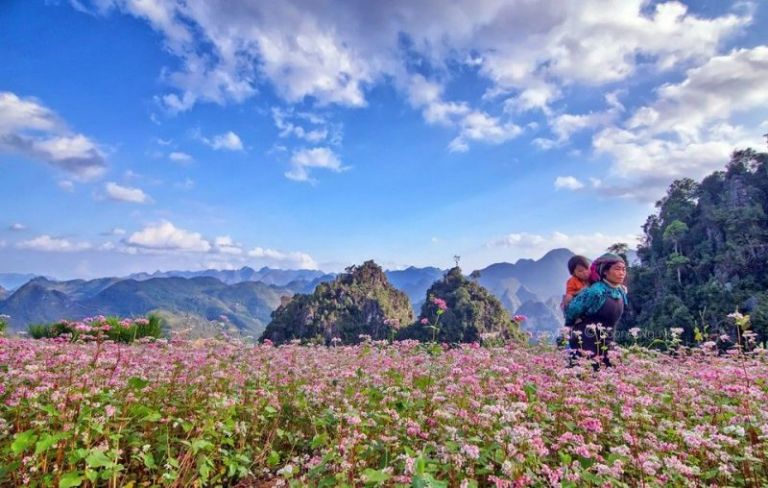 Vẻ Đẹp Của Thung Lũng Hoa Tam Giác Mạch Hà Giang Có Gì Đặc Biệt?