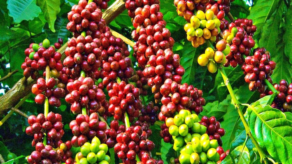Robusta Buôn Ma Thuột | Hương vị tự nhiên từ tinh túy đất trời.