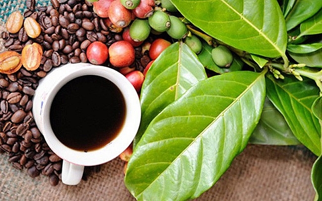 Chống hàng giả và bảo vệ thương hiệu cà phê Buôn Ma Thuột trong bối cảnh hội nhập quốc tế | Tạp chí Quản lý nhà nước
