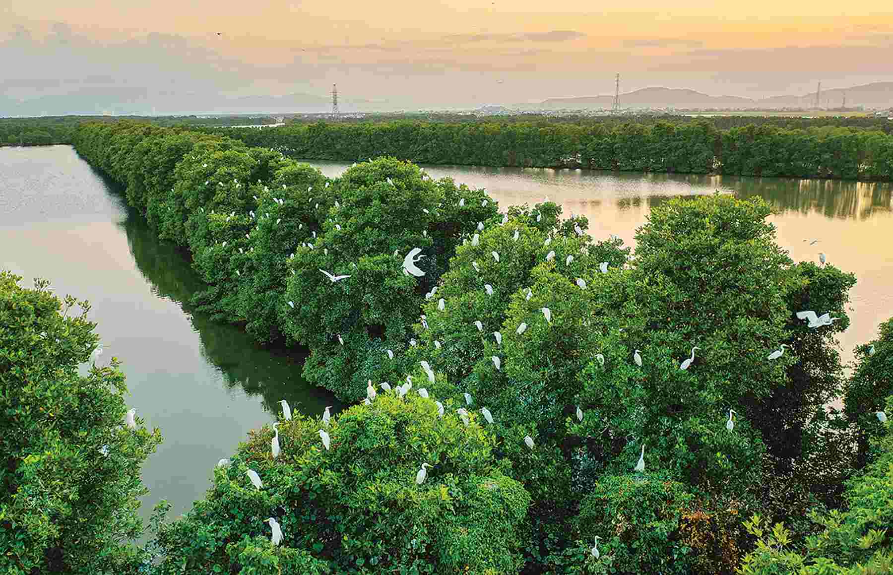 Ngày xưa Cồn Chim - Thị Nại
