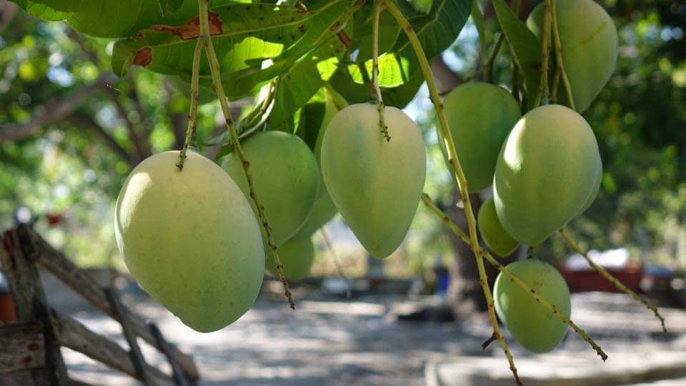 HÀNH TRÌNH VỀ XỨ XOÀI CAM LÂM | CHẠM KHÁNH HOÀ